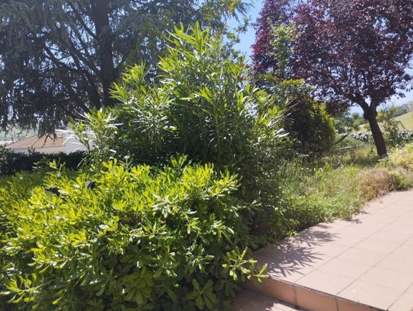casa indipendente in vendita a Monte Porzio in zona Castelvecchio