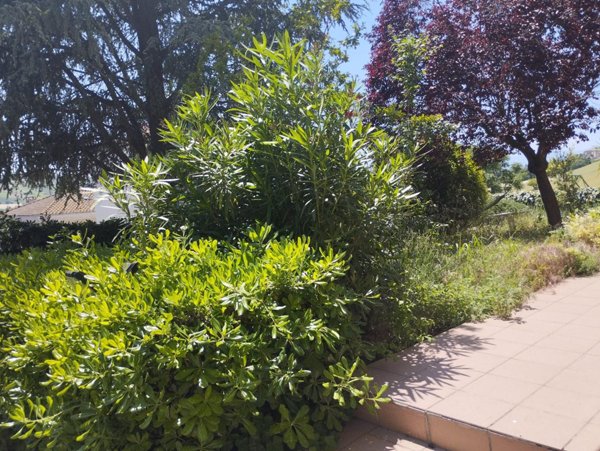 casa indipendente in vendita a Monte Porzio in zona Castelvecchio
