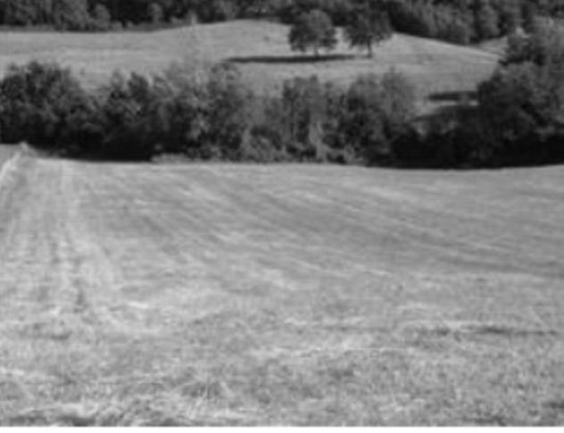 terreno agricolo in vendita a Pergola