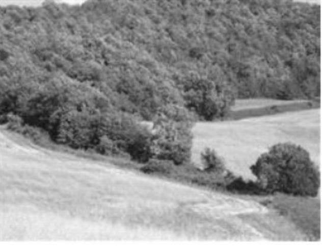 terreno agricolo in vendita a Pergola