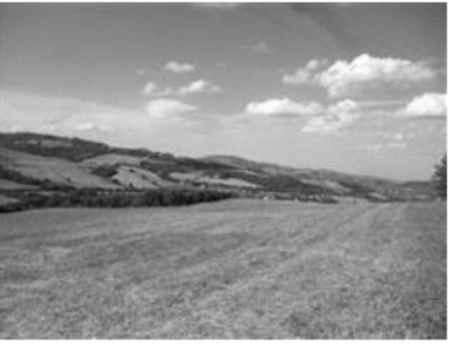 terreno agricolo in vendita a Pergola