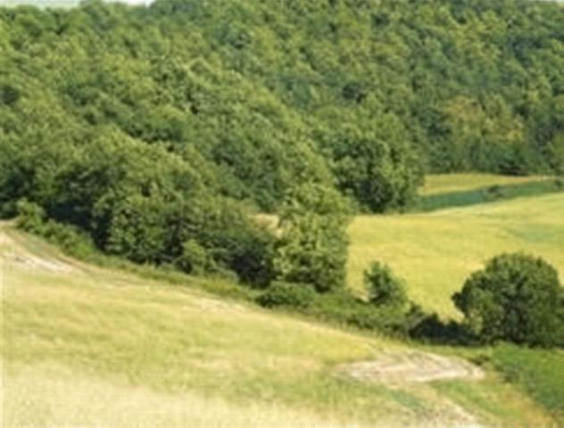 terreno agricolo in vendita a Pergola
