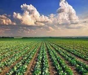 terreno agricolo in vendita a Pesaro
