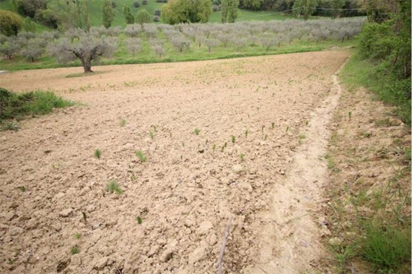 terreno agricolo in vendita a Pesaro in zona Santa Veneranda