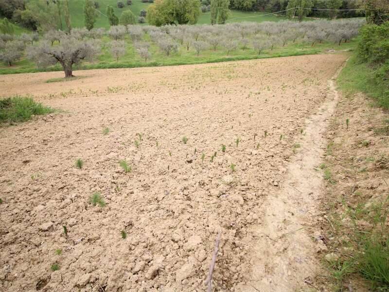 terreno agricolo in vendita a Pesaro in zona Santa Veneranda