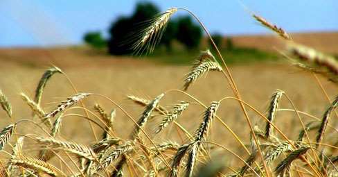 terreno agricolo in vendita a Pesaro in zona Borgo Santa Maria