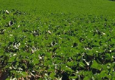 terreno agricolo in vendita a Pesaro in zona Case Bruciate