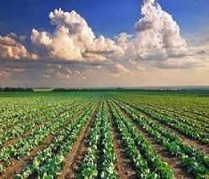 terreno agricolo in vendita a Pesaro