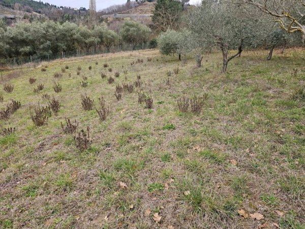 terreno agricolo in vendita a Pesaro in zona Trebbiantico