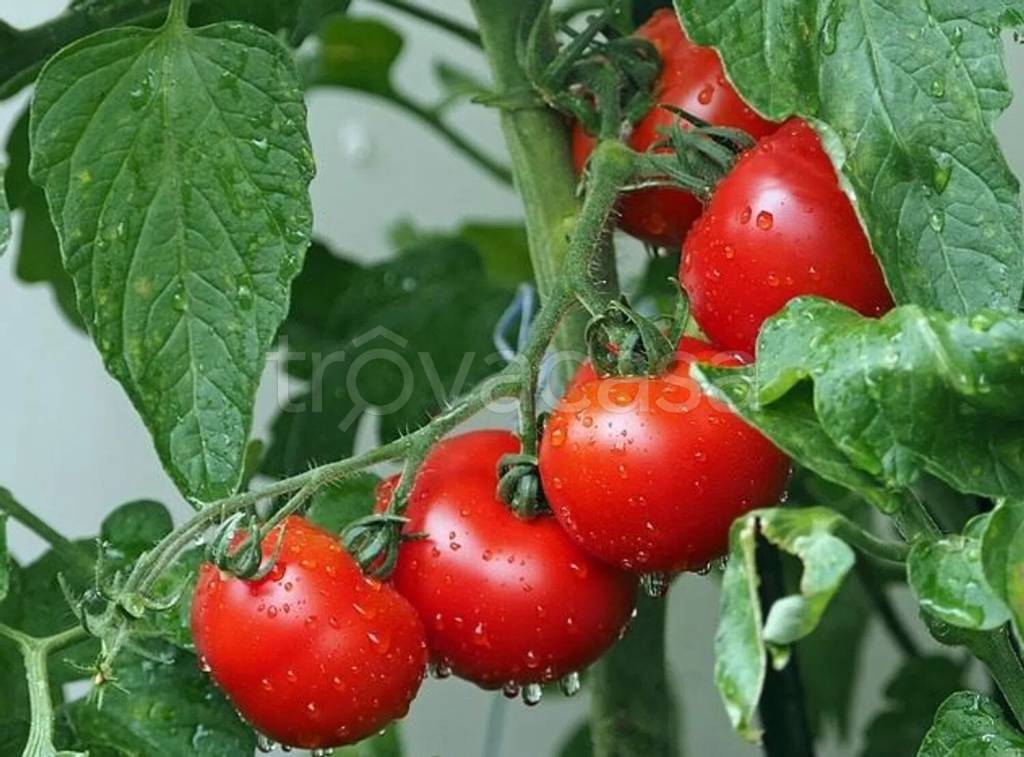 terreno agricolo in vendita a Pesaro in zona Novilara