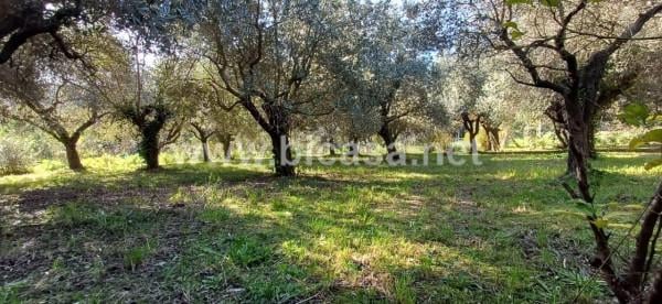 terreno agricolo in vendita a Pesaro in zona Trebbiantico
