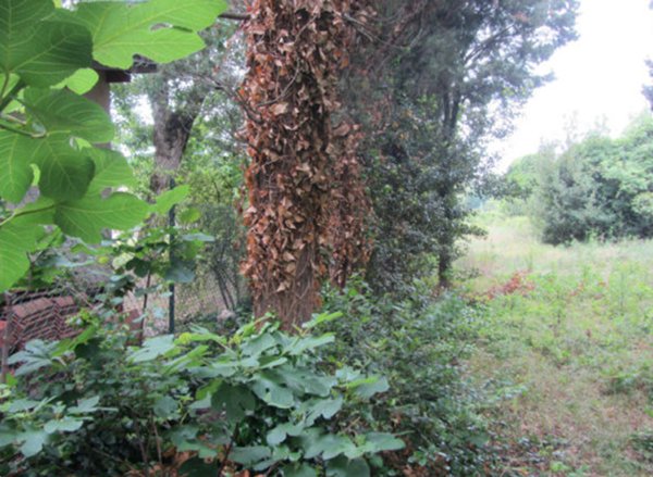 terreno agricolo in vendita a Pesaro