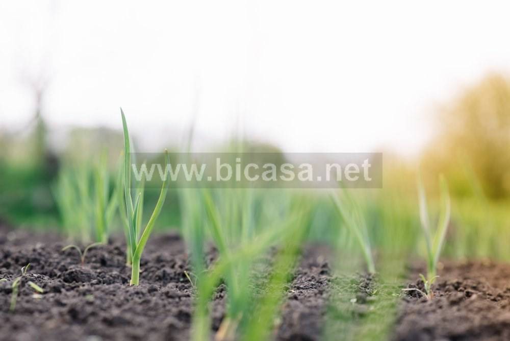 terreno agricolo in vendita a Pesaro in zona Santa Maria dell'Arzilla