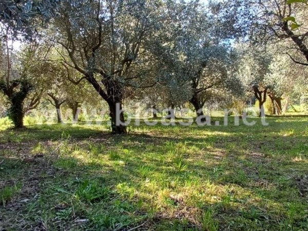 terreno agricolo in vendita a Pesaro in zona Trebbiantico