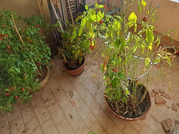 casa indipendente in vendita a Pesaro in zona Novilara