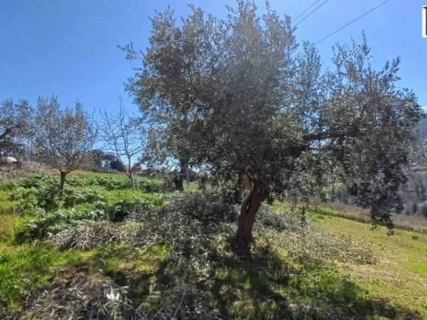 terreno agricolo in vendita a Pesaro in zona Novilara