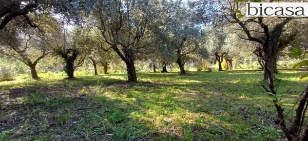 terreno agricolo in vendita a Pesaro in zona Trebbiantico