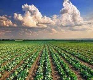 terreno agricolo in vendita a Pesaro in zona Cattabrighe