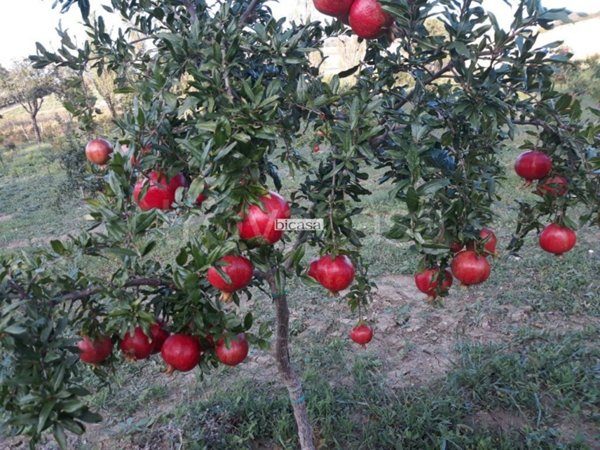 casa indipendente in vendita a Pesaro in zona Villa Fastiggi