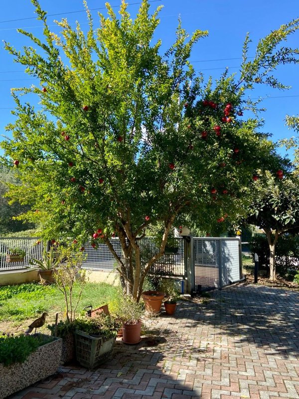 appartamento in vendita a Pesaro in zona Santa Veneranda