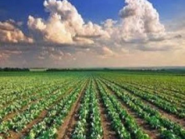 terreno agricolo in vendita a Pesaro in zona Ponte della Valle
