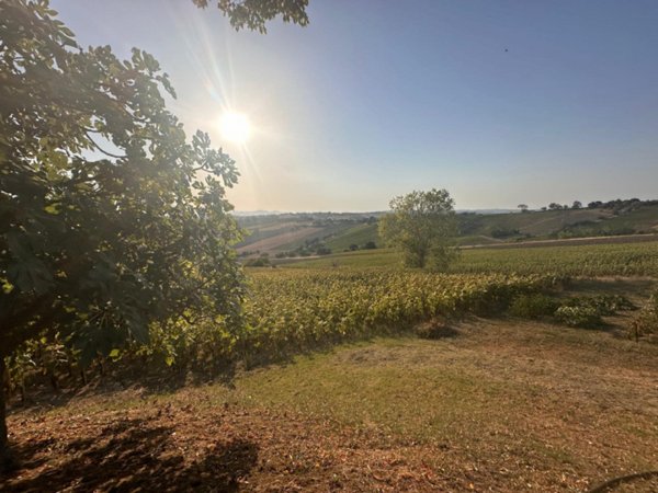 terreno agricolo in vendita a San Costanzo