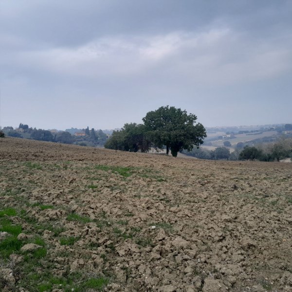 terreno agricolo in vendita a San Costanzo in zona Stacciola