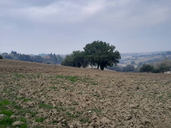 terreno agricolo in vendita a San Costanzo in zona Stacciola