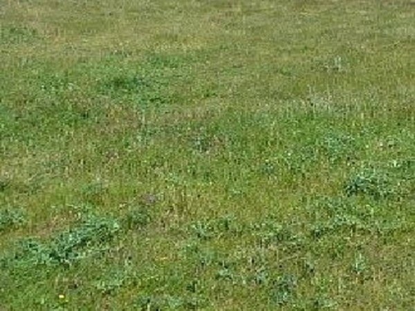 terreno agricolo in vendita a Tavoleto