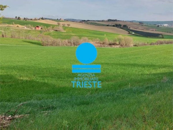 azienda agricola in vendita a Tavullia