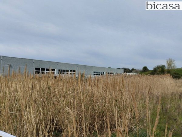 terreno agricolo in vendita a Tavullia