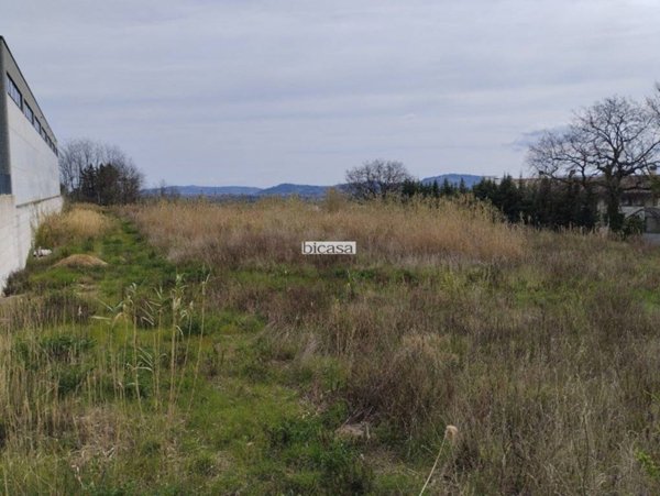 terreno agricolo in vendita a Tavullia
