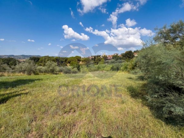 terreno agricolo in vendita a Tavullia