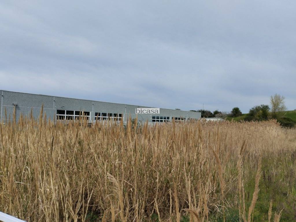 terreno agricolo in vendita a Tavullia