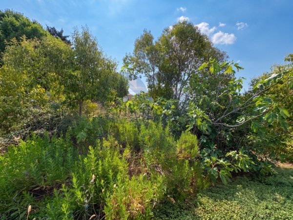 terreno agricolo in vendita a Tavullia