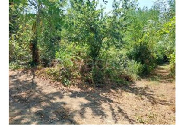 terreno agricolo in vendita a Vallefoglia in zona Montefabbri