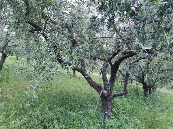 terreno agricolo in vendita a Vallefoglia in zona Sant'Angelo in Lizzola