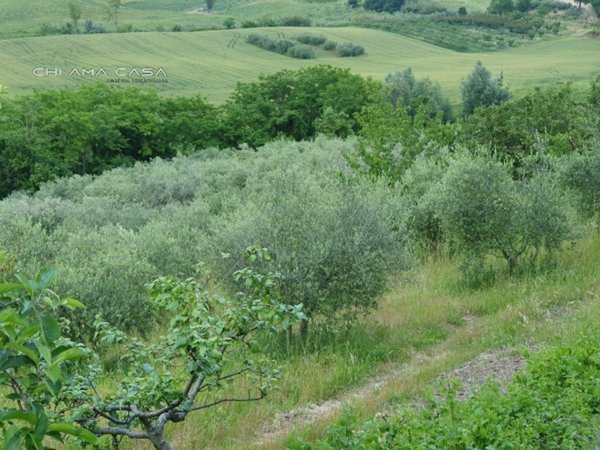 terreno agricolo in vendita a Vallefoglia in zona Sant'Angelo in Lizzola