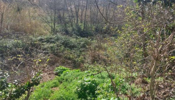 terreno edificabile in vendita a Vallefoglia