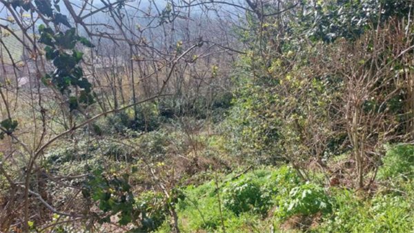 terreno edificabile in vendita a Vallefoglia