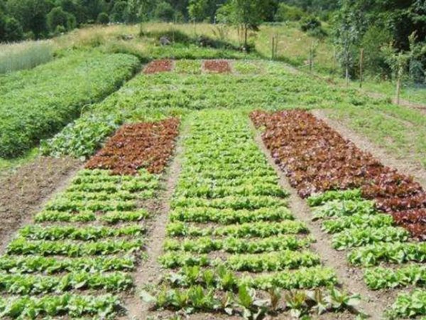 terreno agricolo in vendita a Vallefoglia in zona Montecchio