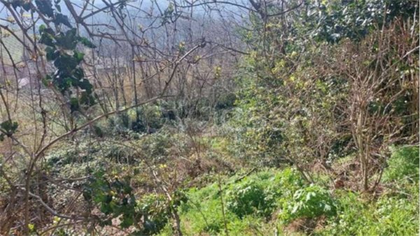 terreno agricolo in vendita a Vallefoglia in zona Sant'Angelo in Lizzola