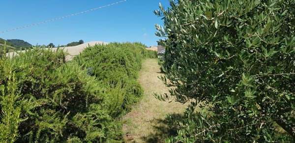 casa indipendente in vendita a Colli al Metauro in zona Serrungarina