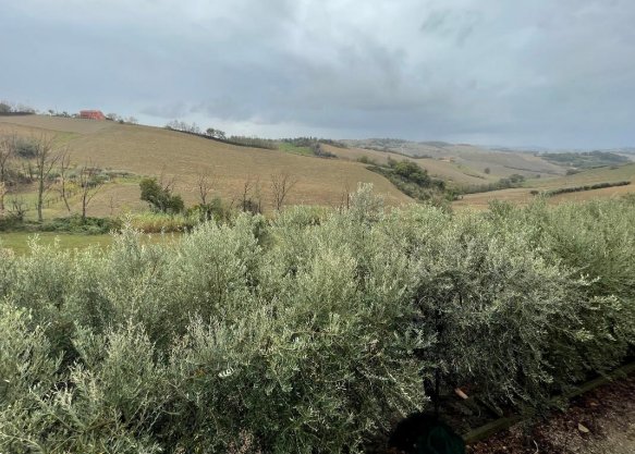terreno agricolo in vendita a Terre Roveresche in zona Piagge