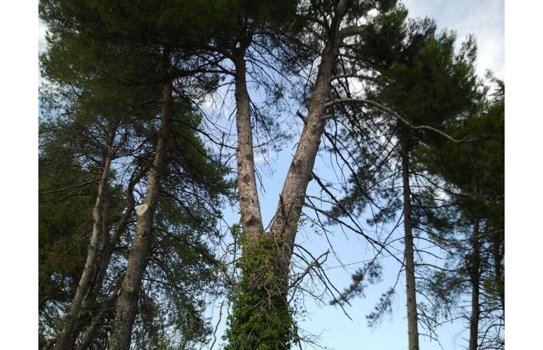 casa indipendente in vendita a Sassocorvaro Auditore in zona Mercatale