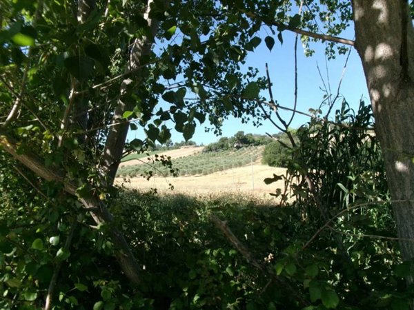 terreno agricolo in vendita ad Agugliano