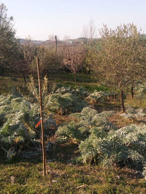 terreno agricolo in vendita ad Ancona in zona Sappanico