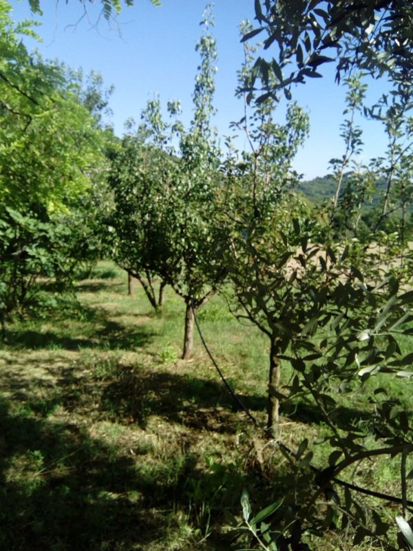 terreno agricolo in vendita ad Ancona in zona Poggio d'Ancona