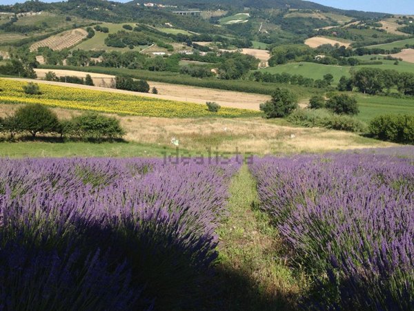appartamento in vendita ad Ancona