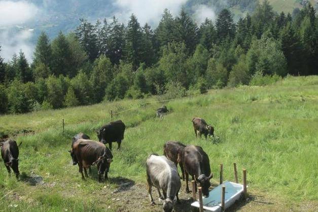 terreno agricolo in vendita ad Arcevia